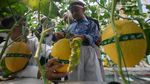 Kebun Melon Hidroponik Rutan Boyolali Jadi Destinasi Wisata Petik Buah