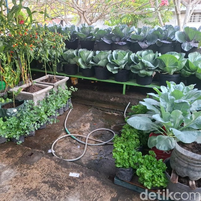 Melihat Hijaunya Kebun Sayur Organik di Area Kalen Baciro Jogja