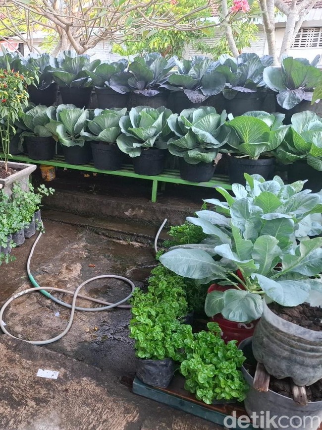 Melihat Hijaunya Kebun Sayur Organik di Area Kalen Baciro Jogja