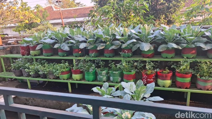 Salah satu gang yang dimanfaatkan warga menjadi kebun sayur organik di Baciro, Gondokusuman, Kota Jogja, Kamis (13/8/2026).