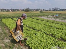 Petani Lampung Selatan Tinggalkan Padi, Kini Tanam Sawi-Pakcoy Saat Kemarau