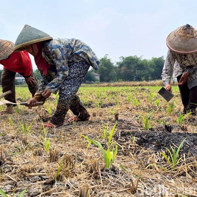 Lahan Pertanian Gresik Hadapi Ancaman Kekeringan