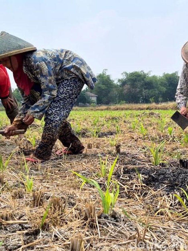 Lahan Pertanian Gresik Hadapi Ancaman Kekeringan