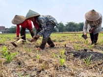 Lahan Pertanian Gresik Hadapi Ancaman Kekeringan