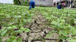 Lahan Pertanian Gresik Hadapi Ancaman Kekeringan
