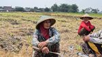 Lahan Pertanian Gresik Hadapi Ancaman Kekeringan