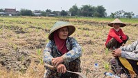 Lasih, salah satu petani Gresik mengeluhkan kekeringan ketika musim kemarau, dan kebanjiran saat musim hujan.
