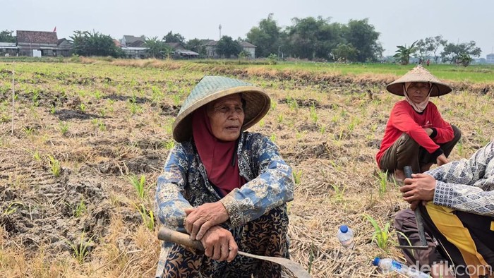 Petani Gresik hadapi kekeringan