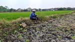 Lahan Pertanian Gresik Hadapi Ancaman Kekeringan