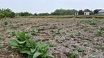 Lahan Pertanian Gresik Hadapi Ancaman Kekeringan