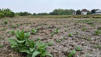 Petani memilih menanam tembakau saat musim kemarau. Sebab tidak bisa mendapatkan air untuk menanam padi.