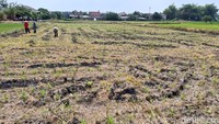 Sebanyak 19,2 Hektare sawah di Kabupaten Gresik mengalami kekeringan selama dua bulan sejak musim kemarau.