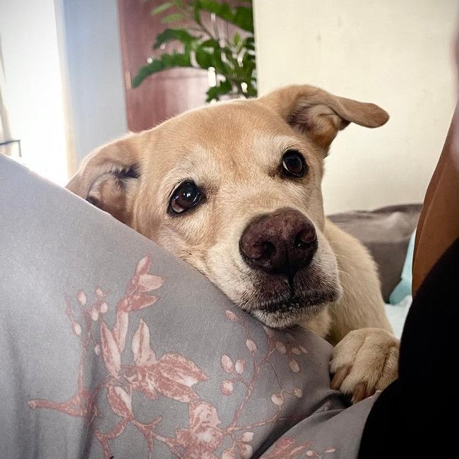Foto John Wick Anjing Labrador Mati Diracun di Bantul