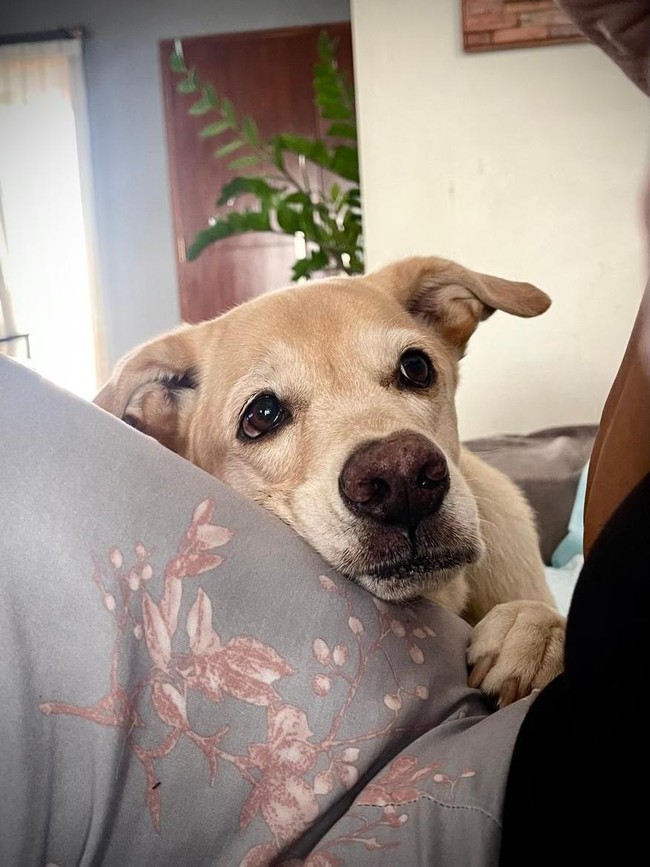 Foto John Wick Anjing Labrador Mati Diracun di Bantul
