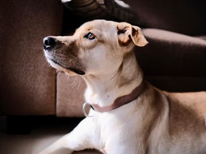 Ayam Beracun yang Bikin John Wick Anjing Labrador Mati dalam 2 Menit