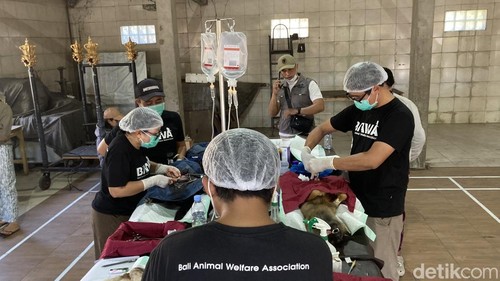 Program strelisasi dan vaksinasihewan penular rabies (HPR) gratis di Desa Gunaksa, Kecamatan Dawan, Klungkung, Bali, Kamis (13/8/2026). (Foto:Fatih Kudus Jaelani/detikBali)Program strelisasi dan vaksinasihewan penular rabies (HPR) gratis di Desa Gunaksa, Kecamatan Dawan, Klungkung, Bali, Kamis (13/8/2026). (Foto:Fatih Kudus Jaelani/detikBali)