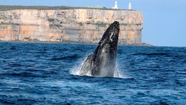 Temukan Sisi Lain Sydney dalam Perjalanan Darat yang Tak Terlupakan Temukan Sisi Lain Sydney dalam Perjalanan Darat yang Tak Terlupakan