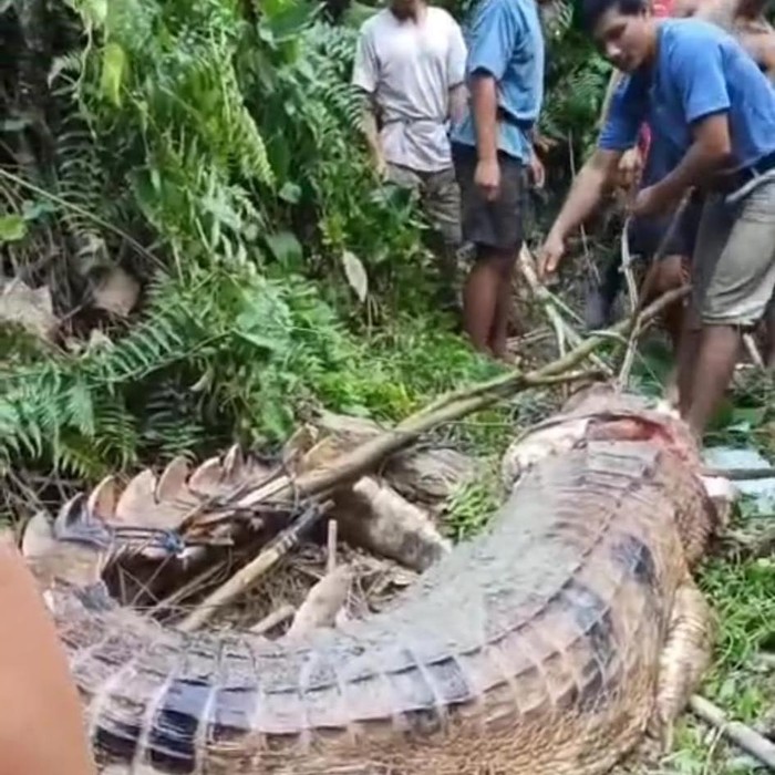 Buaya dibunuh dan dimakan warga usai menggigit pencari ikan di Kutai Barat. (dok Istimewa)