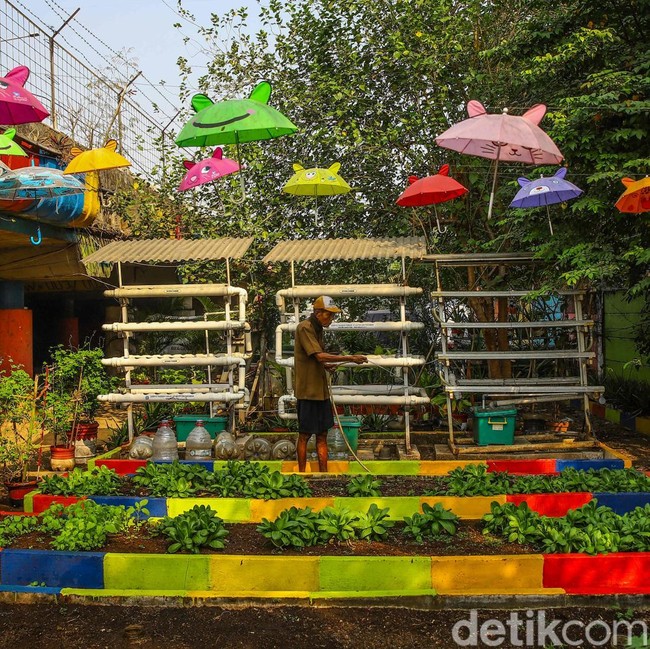 Kebun Sayur di Kolong Tol, Cara Warga Tanjung Priok Manfaatkan Ruang Terbatas