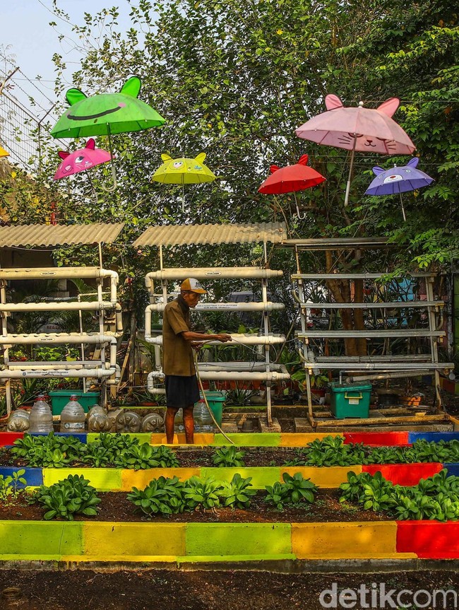 Kebun Sayur di Kolong Tol, Cara Warga Tanjung Priok Manfaatkan Ruang Terbatas