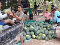 El Nino Bawa Berkah Bagi Petani Semangka Kobar, Potensi Omzet Rp 16,5 Miliar