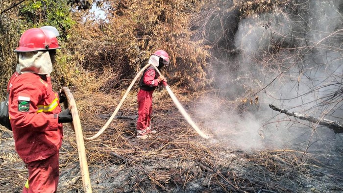 Petugas Manggala Agni melakukan pemadaman di hutan lindung gambut Desa Bram Itam, Tanjabbar, Jambi