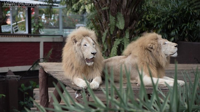 Singa di Batu Secret Zoo