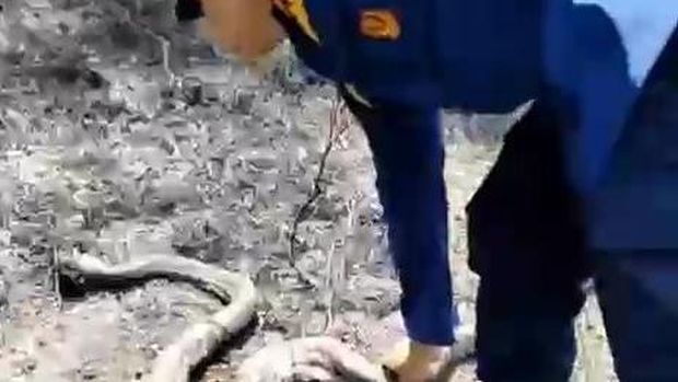 Ular piton tewas terpanggang dalam kebakaran lahan di Klego. Boyolali, Jumat (14/8/2026). Ular piton tewas terpanggang dalam kebakaran lahan di Klego. Boyolali, Jumat (14/8/2026).