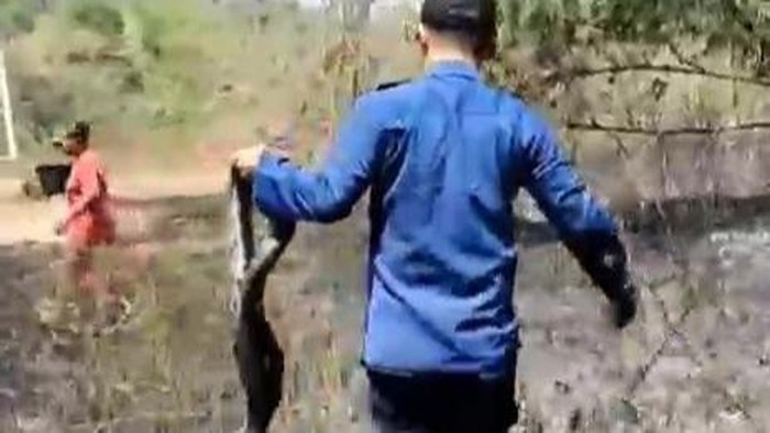 Ular piton tewas terpanggang dalam kebakaran lahan di Klego. Boyolali, Jumat (14/8/2026).