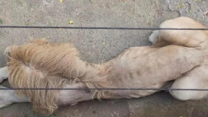 Viral kondisi singa di Jatim Park 2 Kota Batu kurus