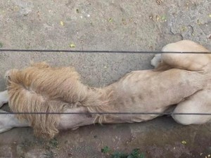Viral Kondisi Singa di Jatim Park 2 Kota Batu Sangat Kurus
