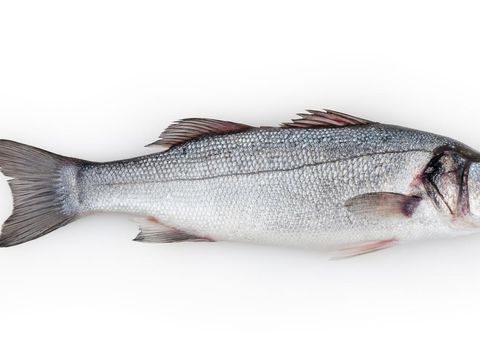 Wajib Coba! 5 Ikan Jepang Ini Hanya Ada Saat Musim Panas