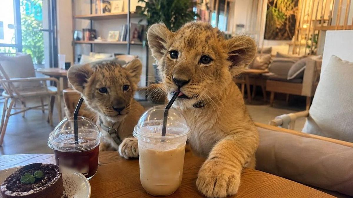 Turis Digigit Anak Singa di Kafe, Berakhir Vaksin Rabies Sendiri