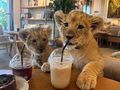 Turis Digigit Anak Singa di Kafe, Berakhir Vaksin Rabies Sendiri