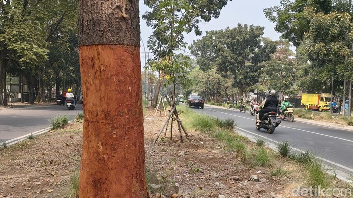 Kondisi pohon di Jalan Pahlawan Bandung yang dikuliti.