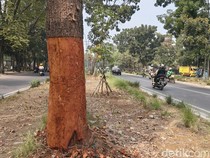 2 Pohon Dikuliti di Jalan Pahlawan Bandung Tak Bisa Diselamatkan