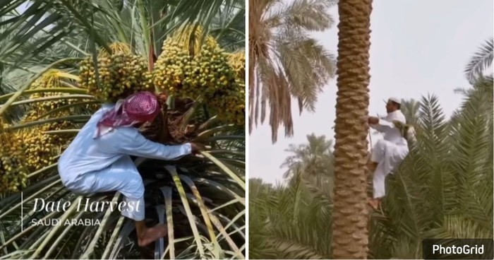 Panen Kurma di Arab Saudi, Petani Manjat Pohon Demi Ambil Buah
