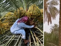 Panen Kurma di Arab Saudi, Petani Manjat Pohon Demi Ambil Buah