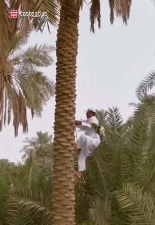 Panen Kurma di Arab Saudi, Petani Manjat Pohon Demi Ambil Buah