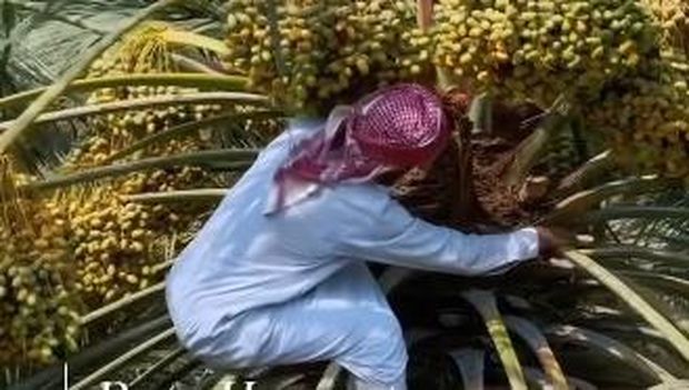 Panen Kurma di Arab Saudi, Petani Manjat Pohon Demi Ambil Buah