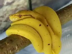 Awas Terkecoh! 12 Gambar Ini Tak Seperti yang Kamu Kira, Mata Bisa Tertipu
