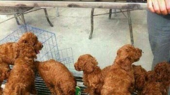 Jika kamu melihatnya sebagai ayam goreng, fix kamu sedang lapar. Foto: Bored Panda