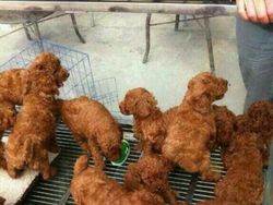 Awas Terkecoh! 12 Gambar Ini Tak Seperti yang Kamu Kira, Mata Bisa Tertipu