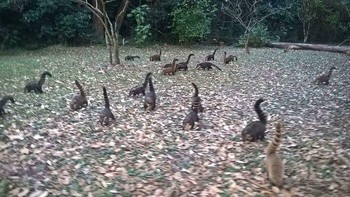 Apa yang kamu lihat, sekumpulan brachiosaurus  atau sekelompok sigung? Foto: Bored Panda