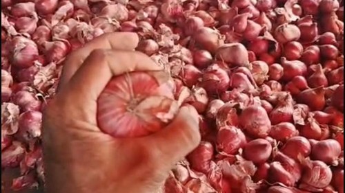 Bawang merah impor dari Thailand yang diduga beredar di Pasar Galiran, Klungkung, Bali, Minggu (16/8/2026). (Dok. Istimewa)