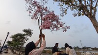 Bunga Tabebuya Bermekaran Percantik Jalanan Semarang