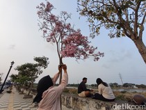 Bunga Tabebuya Bermekaran Percantik Jalanan Semarang