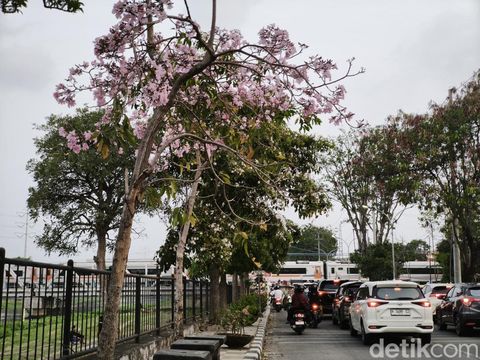 Bunga Tabebuya bermekaran di Jalan Madukoro, Semarang Barat, Kota Semarang, Minggu (16/8/2023). Bunga Tabebuya bermekaran di Jalan Madukoro, Semarang Barat, Kota Semarang, Minggu (16/8/2023).
