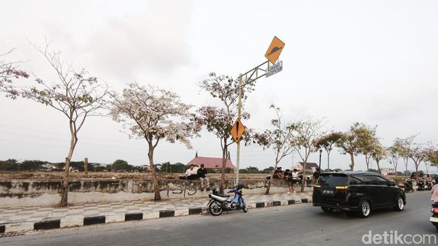 Bunga Tabebuya bermekaran di Jalan Madukoro, Semarang Barat, Kota Semarang, Minggu (16/8/2023). Bunga Tabebuya bermekaran di Jalan Madukoro, Semarang Barat, Kota Semarang, Minggu (16/8/2023).