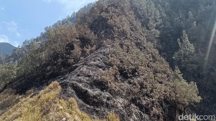 Hamparan lahan yang menghitam menjadi saksi kebakaran yang melanda kawasan TNBTS. Berdasarkan data terakhir, luas lahan yang terdampak kebakaran mencapai sekitar 1.120 hektare.